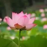 ロータスの画像