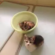 Megの画像
