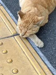 ワダスケの画像