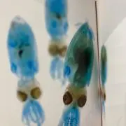うらんの画像