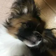 あきの画像