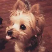 ちょこ♥購入後メッセージ不要ですの画像