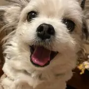 MIHOの画像