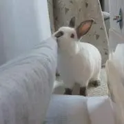 うさぎの画像