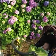 にゃんこの画像