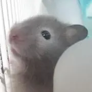 リョウの画像