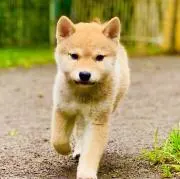 あおい