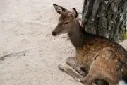 こきあ【実家整理中】の画像