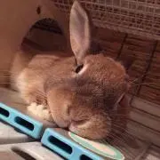 アズラエルの画像