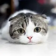 りんご