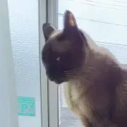 レオの画像