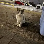 とみの画像