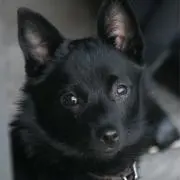 Riffの画像