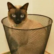 ボミ