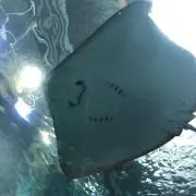 でいすけ