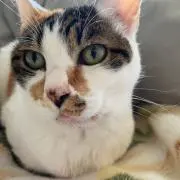 猫の画像