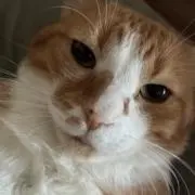 たきすけの画像