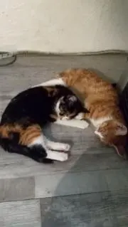 六花の画像