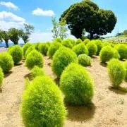 わかばの画像