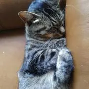 さくらん