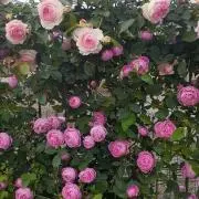 とも