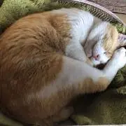 こわけやの画像