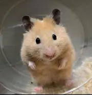 ☆モモカリさん☆の画像