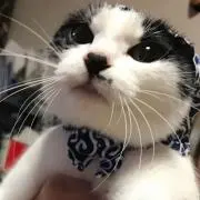 だちゃん