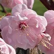 抹茶の画像