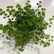 フリマ大好き