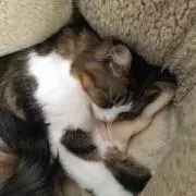 たき