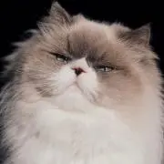 つかもと