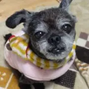 すがちゃん
