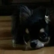 わんこ