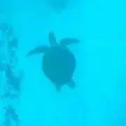 モモの画像