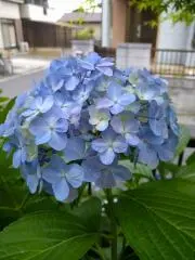 紫陽花