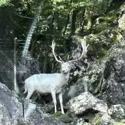 みたらしだんごの画像