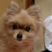 チョコ
