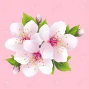 よしこの画像
