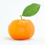 ばたこ