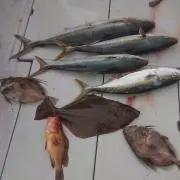 即購入OK☆ポケカ職人の画像