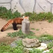 らん。の画像