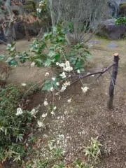 hirowanの画像