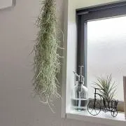 Emiの画像
