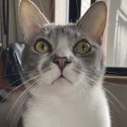 いおの画像