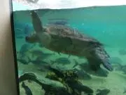 しゅん