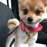 ともぴこの画像