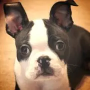 gakuchanpe