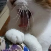 春鷹の画像