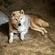 ぱんやの画像